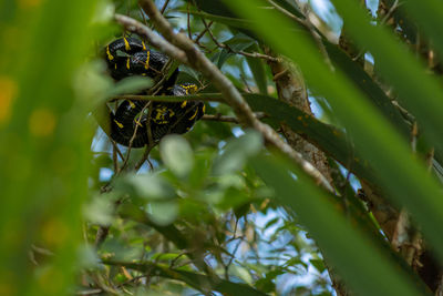 Low angle view of bamboo tree