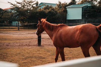 Horse standing in ranch