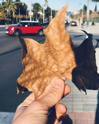 Close-up of hand holding maple leaf on street