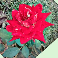 Close-up of red flowers