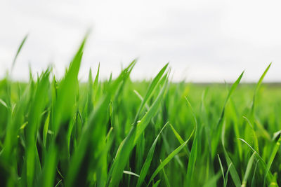 Close-up of crops growing on field