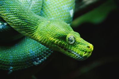 Close-up of green tree python