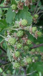 Close-up of plant growing on tree