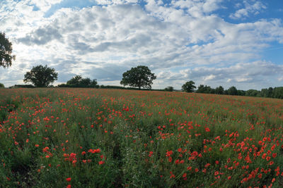 Scenic view of flowering plants on field against sky