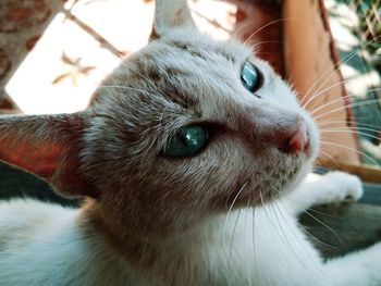 Close-up portrait of cat