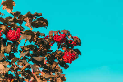 Low angle view of flowering plants against blue sky