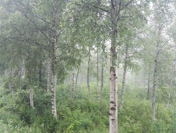 Trees in forest
