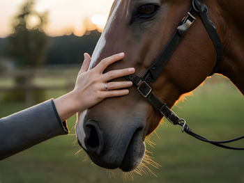 Close-up of horse