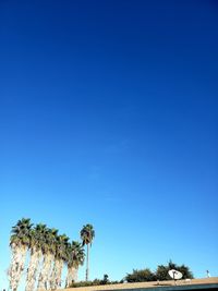 Low angle view of palm trees against blue sky