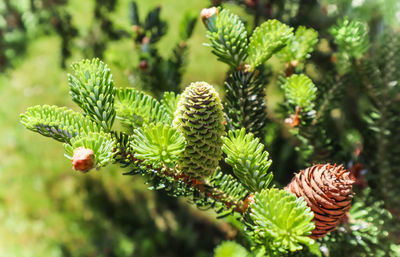 Close-up of pine cones on tree