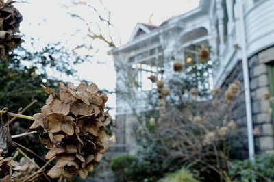 Close-up of dry hydrangea against house