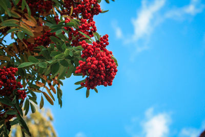 Low angle view of red berries growing on tree against sky