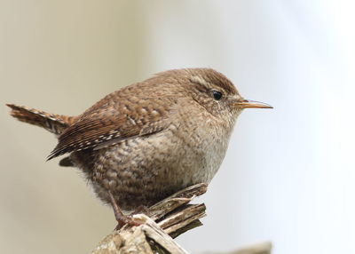 Close-up of bird perching