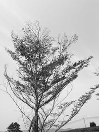 Low angle view of tree against clear sky