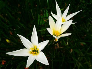 Close-up of white flower