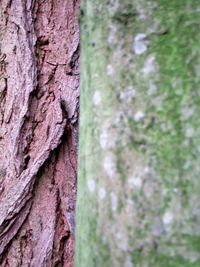 Close-up of tree trunk