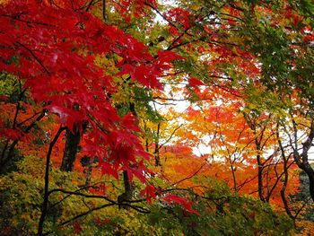 Low angle view of trees during autumn