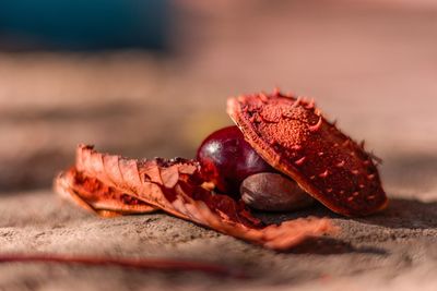 Close-up of castagne on table