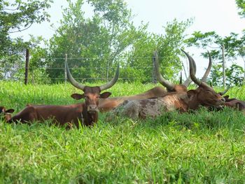 Cows relaxing on grassy field