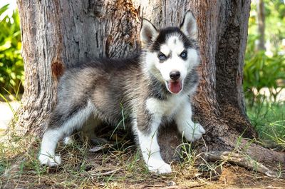 Portrait of dog on tree trunk