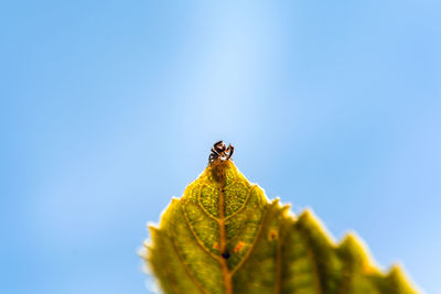 Low angle view of leaves against clear blue sky