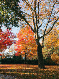 Autumn trees in field