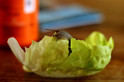 Close-up of snail feeding on cabbage