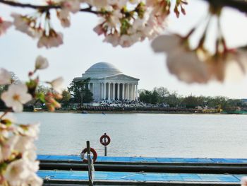 Close-up of cherry blossoms over tidal basin against jefferson memorial