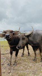 Buffalo standing on field