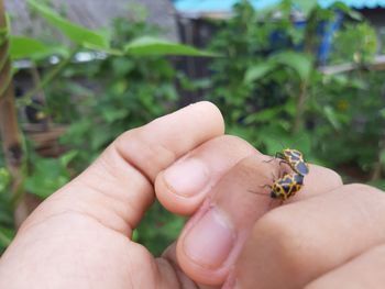 Close-up of hand holding small insect