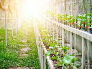 Plants growing on field by fence against bright sun