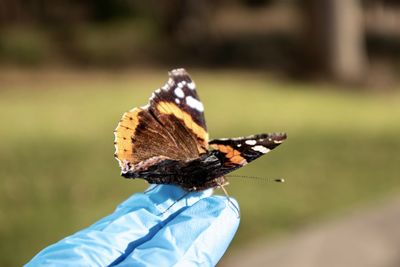 Close-up of butterfly