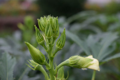 Close-up of green plant