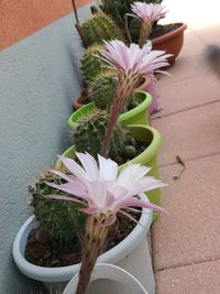 Close-up of potted plant