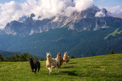 Flock of sheep on field against mountain range