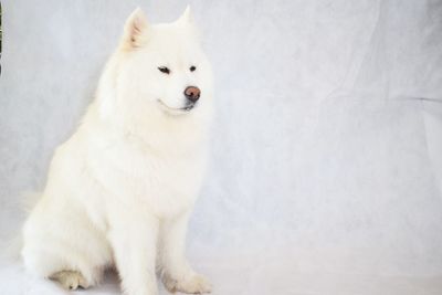 Portrait of white dog