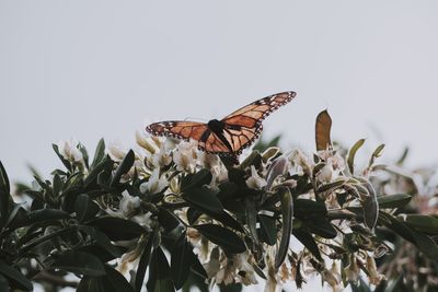 Close-up of butterfly pollinating on flower