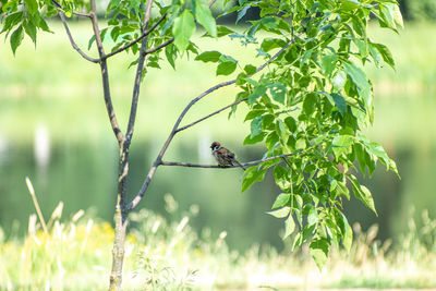 Bird perching on a plant