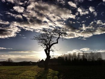 Bare trees on grassy field against cloudy sky