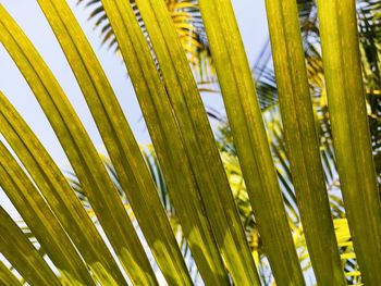 Close-up of palm leaf