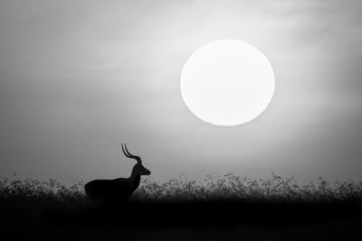 black and white