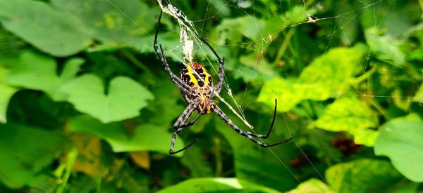 Close-up of spider on web