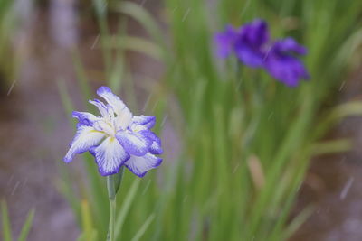 Close-up of purple flowering plant on field