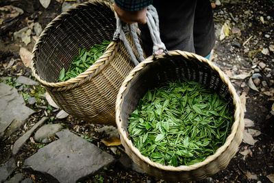 Fresh green tea leaves in bamboo basket are collected for further processing in hangzhou china