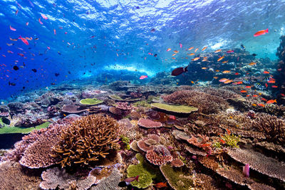 Fish swimming in sea