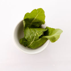 High angle view of green leaves on white background