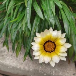 Close-up of yellow flowering plant