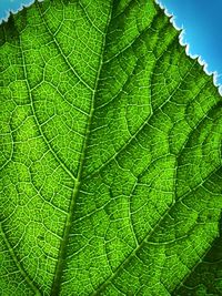 Close-up of fresh green leaf