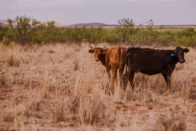 Cow on field against sky