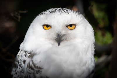 Close-up portrait of white owl